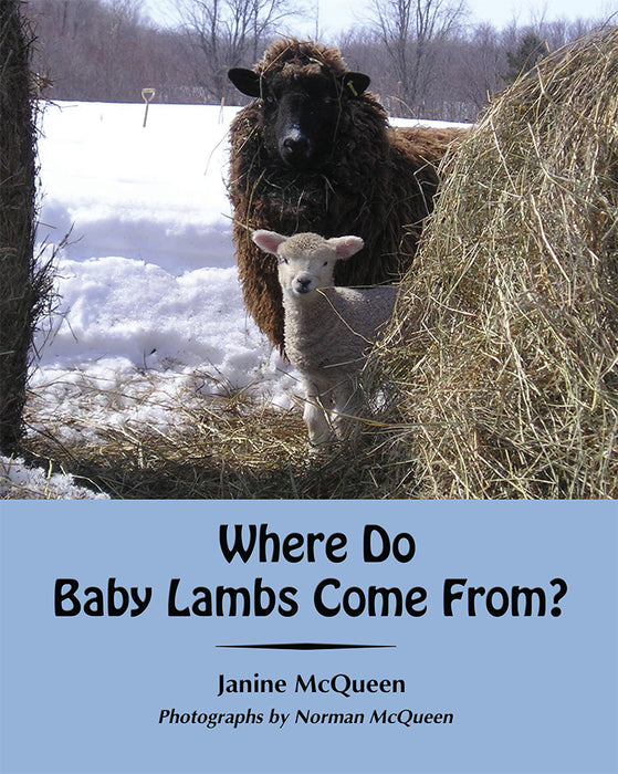 Where Do Baby Lambs Come From?